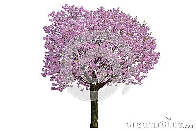 Pink flower, Cherry blossoms tree isolated on white background Stock Photo