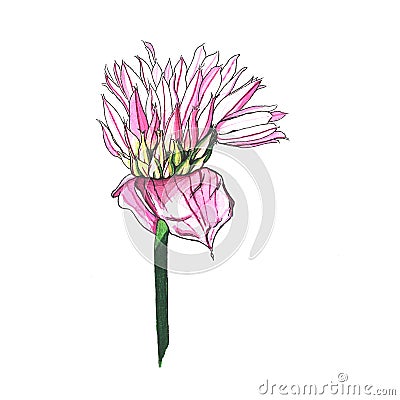 Pink Flower Chives watercolor illustration Cartoon Illustration