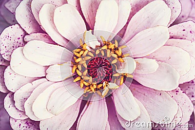 Pink flower closeup, garden zinnia macro background Stock Photo