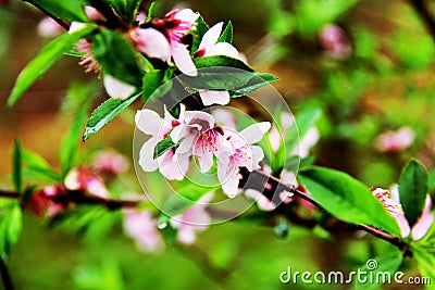 Pink flower closeup Stock Photo