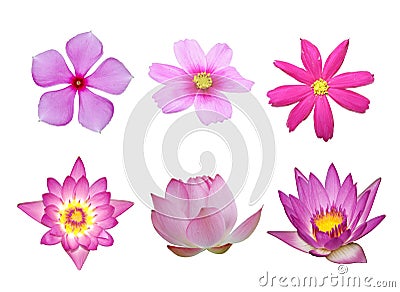 pink flower collection Stock Photo