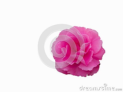 Pink flower of common peonys isolated on the white background Stock Photo