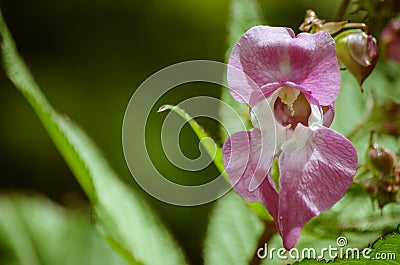 Pink Flower Stock Photo