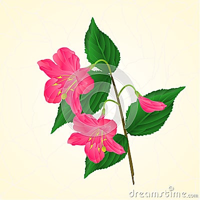 Pink flower decorative shrub Weigela cracks vintage vector Vector Illustration