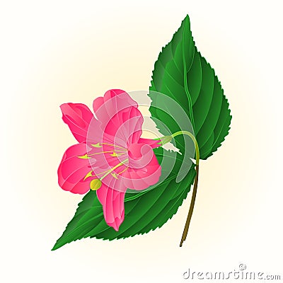 Pink flower decorative shrub Weigela vintage vector Vector Illustration