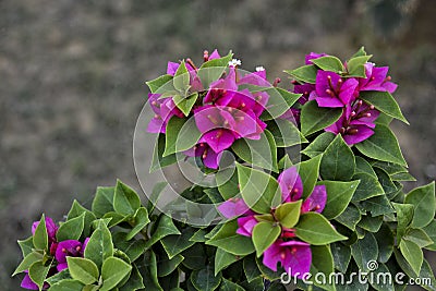 Pink flower emphasized - 6 Stock Photo