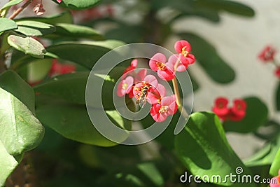 Pink Flower Euphorbia Euphorbiaceae Stock Photo