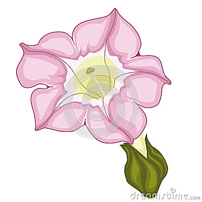 Pink Flower Of Fragrant Tobacco. Vector Illustration