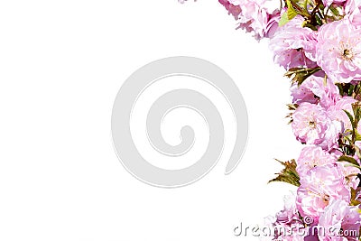 Pink flower frame isolated on white background Stock Photo