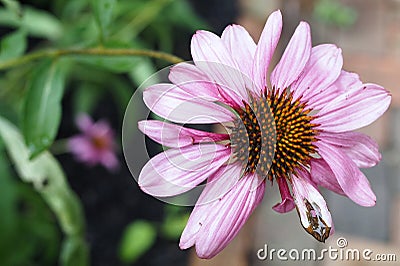 The pink flower in the garden is missing part of the flower. Stock Photo