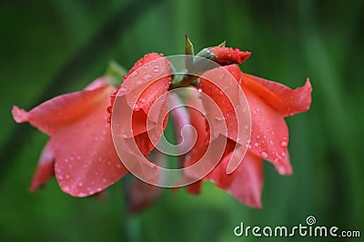 Pink flower of Gladiolus or Spike lat. Gladiolus on a green background. Raindrops on flower buds. After the rain. Stock Photo