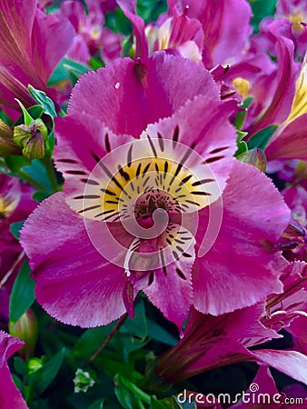 Pink flower Stock Photo