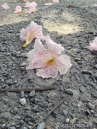 Pink flower on Gravel Ground floor in the courtyard. Stock Photo