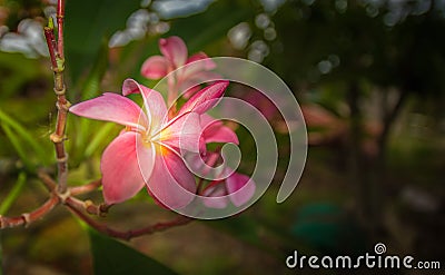 Pink flower and green leaves on sunlight Stock Photo