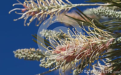 Pink flower grevillea australian native plant Stock Photo