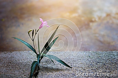 Pink flower growing on crack street, soft focus Stock Photo