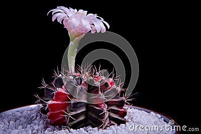 Pink flower of gymnocalycium cactus blooming against black background Stock Photo