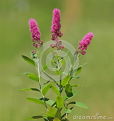 Pink flower of hardhack steeplebush or rose spirea. Spiraea douglasii Stock Photo