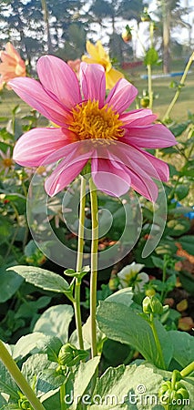 Pink flower having yellow core Stock Photo