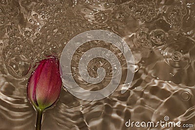 pink flower head in ripple water golden color, creative art summer deisgn, water splashing summer magic Stock Photo