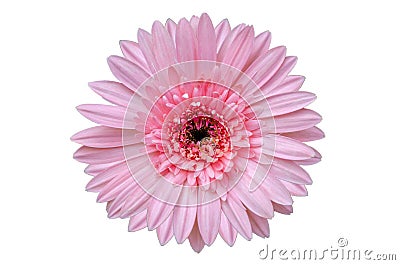 Pink flower Isolate White background Stock Photo