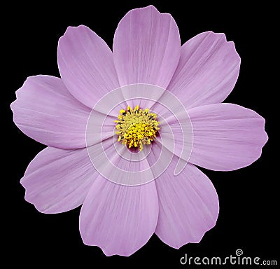 Pink flower kosmeya , black isolated background with clipping path. Closeup. Stock Photo