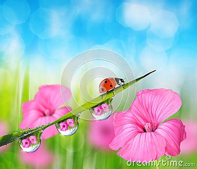 Pink flower and ladybug on fresh green spring grass with dew drops Stock Photo