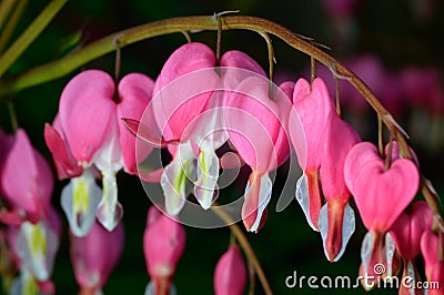 Pink flower. Lamprocapnos/Dicentra-Bleeding Heart Stock Photo