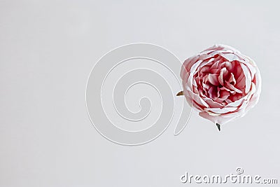 Pink flower on white background Stock Photo