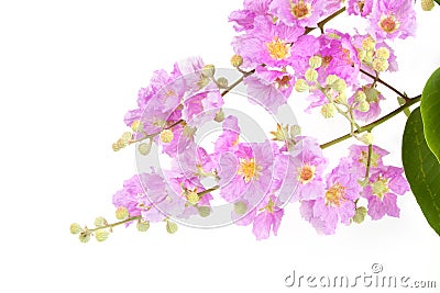 Pink flower with leaves on tree isolated Stock Photo