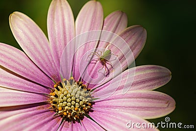 Pink flower macro photography with spider Stock Photo