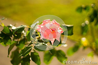 Pink flower in Montenegro Stock Photo