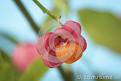 Pink Flower and orange berries from the Euonymus plant Stock Photo