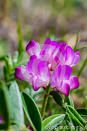 Pink flower. Oxytropis, or Astrology lat. OxÃ½tropis Perennial herbaceous plants Stock Photo