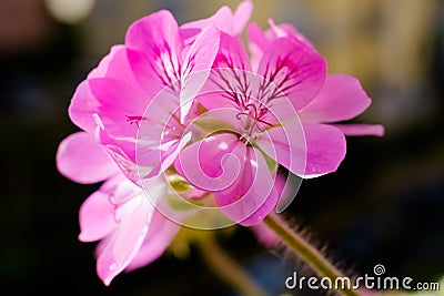 Pink flower: Pelargonium graveolens Stock Photo