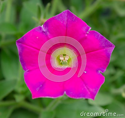 Pink flower pentagon shape Stock Photo