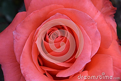 Lady Rose 01 Stock Photo