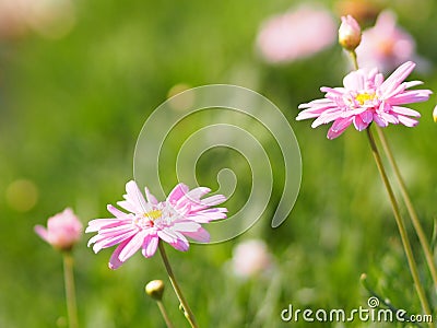 Pink Flower The petals are colored to see the yellow pollen name Gerbera jamesonii ,Compositae,Gerbera,Barberto Daisy, Transvaal Stock Photo