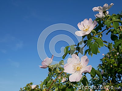 Pink Flower. Pink wild rose or dogrose flowers with leafs on blue sky background. Stock Photo