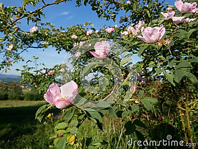 Pink Flower. Pink wild rose or dogrose flowers with leafs on blue sky background. Stock Photo