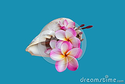 Pink flower plumeria or frangipany in sea conch shell Stock Photo