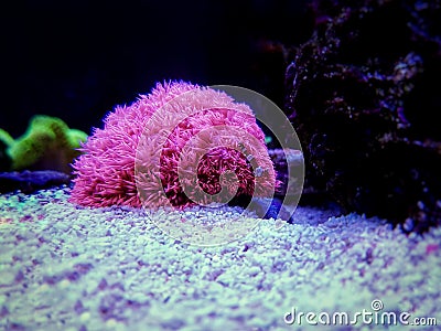 Pink Flower Pot Goniopora sp. LPS coral Stock Photo