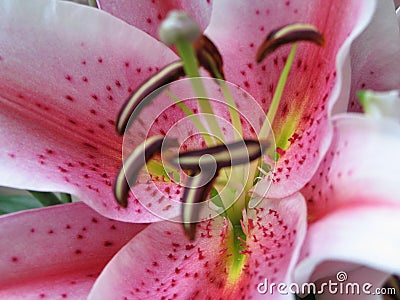 Pink flower reproductive system Stock Photo