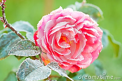 Pink flower of a rose frost Stock Photo