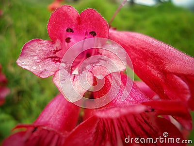 Pink flower with hairs and drops on the petals and stamens inside Stock Photo