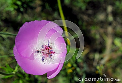 Pink flower of Splendid mariposa lily Stock Photo