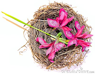 Pink flower tears cuckoo in the nest Stock Photo