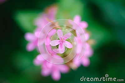 Pink flower, Top view. Unfocused blur green background Stock Photo