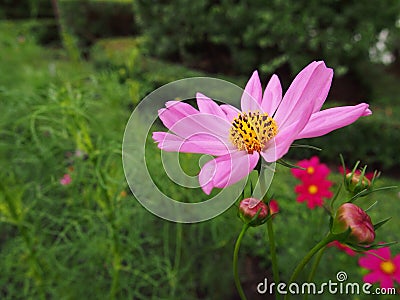 Pink flower background Stock Photo
