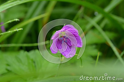 Pink flower with veins and a drop of rain Stock Photo